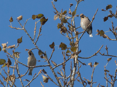 Coccothraustes coccothraustes