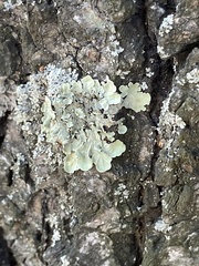 Flavopunctelia soredica