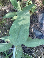 Cistus symphytifolius