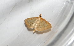 Polygrammodes flavidalis
