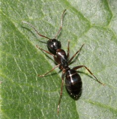 Camponotus fallax
