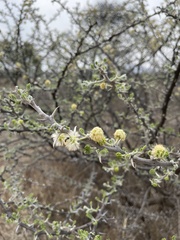 Vachellia hebeclada hebeclada