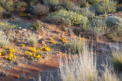 Gazania lichtensteinii