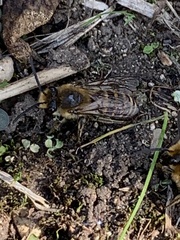 Colletes