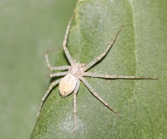 Philodromus aureolus