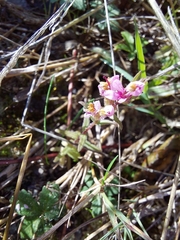Odontites vernus