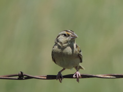 Ammodramus savannarum