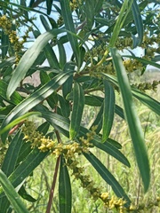Sapium haematospermum