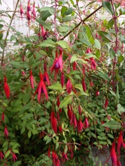 Fuchsia magellanica