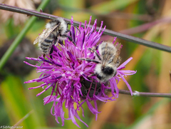 Bombus veteranus