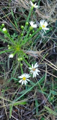 Symphyotrichum pilosum