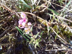 Odontites vernus
