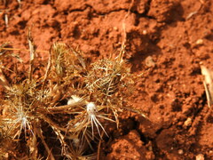 Atractylis cancellata