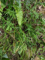 Dichanthelium dichotomum