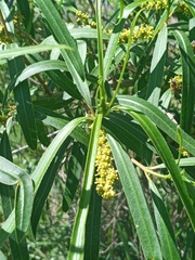 Sapium haematospermum