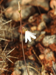 Acis autumnalis