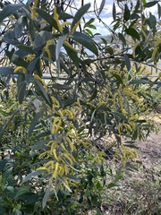 Acacia binervia