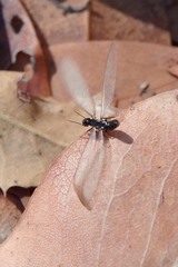 Reticulitermes hesperus