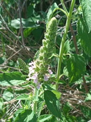 Teucrium vesicarium