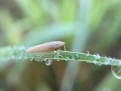 Draeculacephala septemguttata