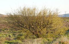Prosopis