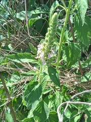 Teucrium vesicarium
