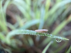 Draeculacephala septemguttata