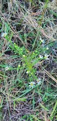 Symphyotrichum pilosum