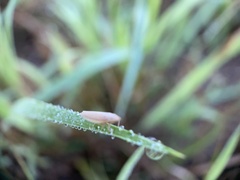 Draeculacephala septemguttata