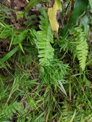 Dichanthelium dichotomum