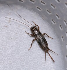 Modicogryllus