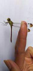 Lathrecista asiatica