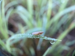 Draeculacephala septemguttata