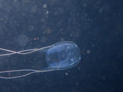 Carybdea marsupialis