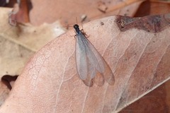 Reticulitermes hesperus