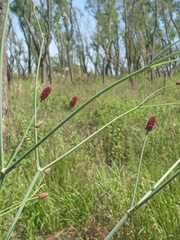 Eryngium ebracteatum