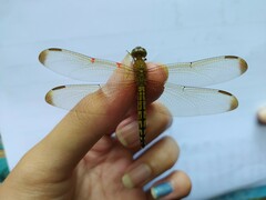 Neurothemis terminata