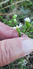 Symphyotrichum pilosum