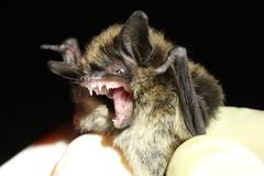 Myotis mystacinus