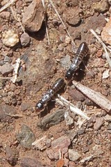 Reticulitermes hesperus