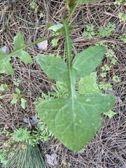 Sonchus oleraceus image