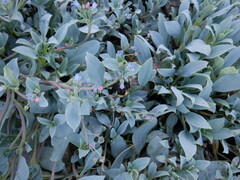 Mertensia maritima