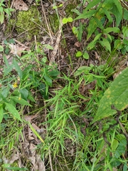 Dichanthelium dichotomum