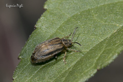 Ophraella communa