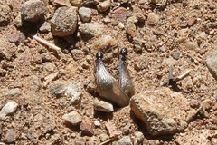 Reticulitermes hesperus