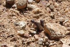 Reticulitermes hesperus