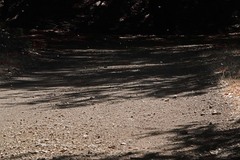 Reticulitermes hesperus