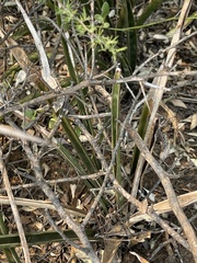 Sansevieria aethiopica