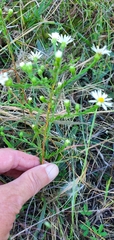 Symphyotrichum pilosum