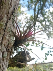 Tillandsia aeranthos